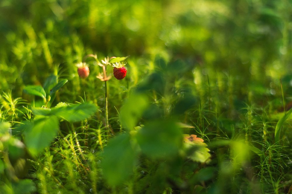 Фотография автора Панагушин Сергей