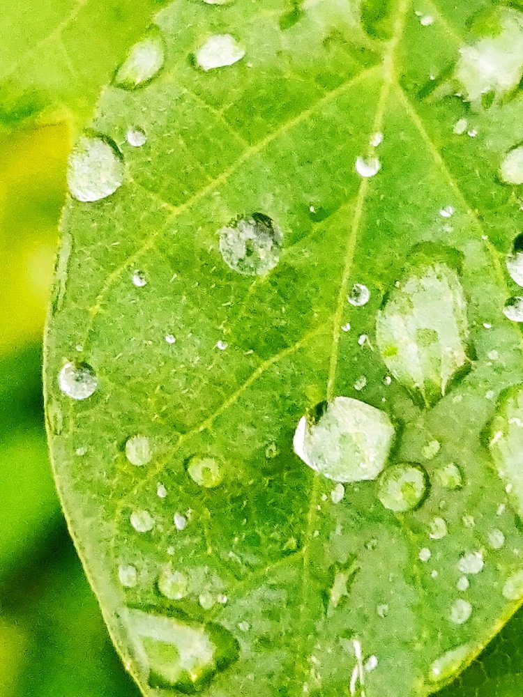 True joy of nature is when every drop of water shines like a pearl.