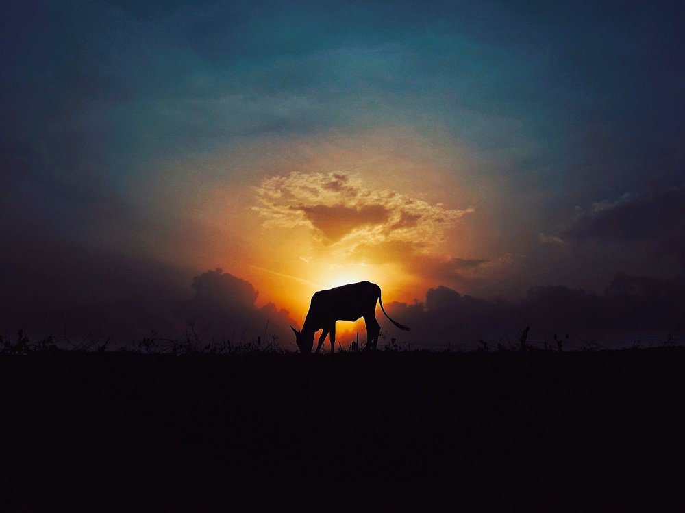 Photograph by Daniel Anya