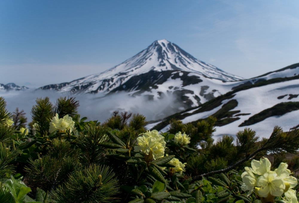 Снежное лето