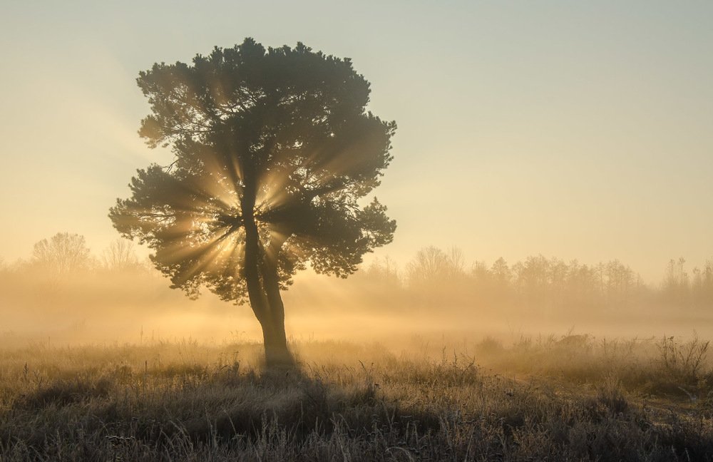 Утренний свет