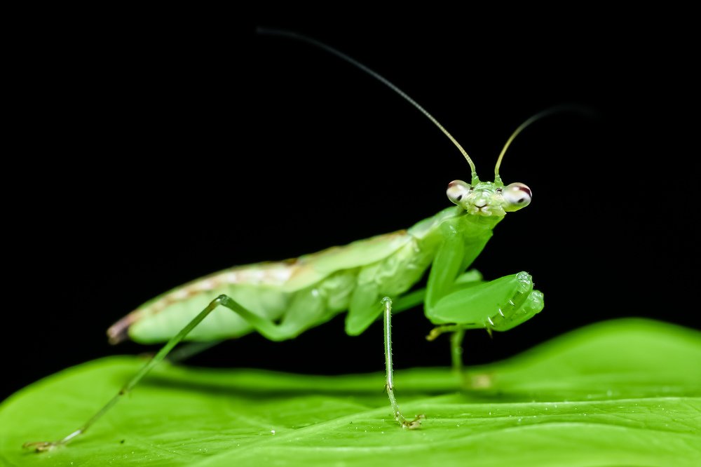 Photograph by Dibyendu Saha