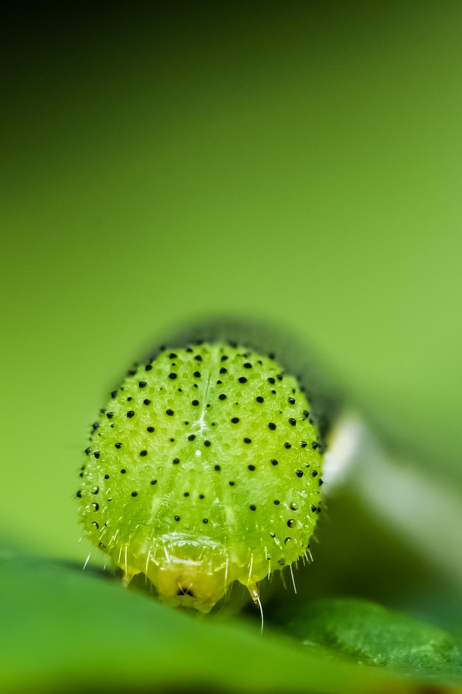 Photograph by Dibyendu Saha