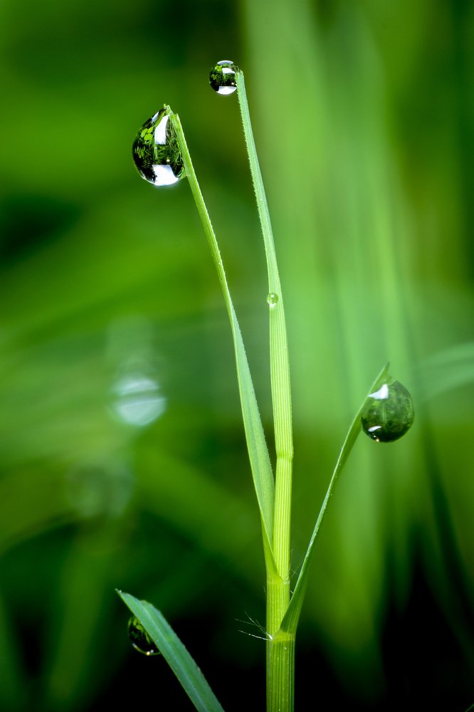 Photograph by Dibyendu Saha