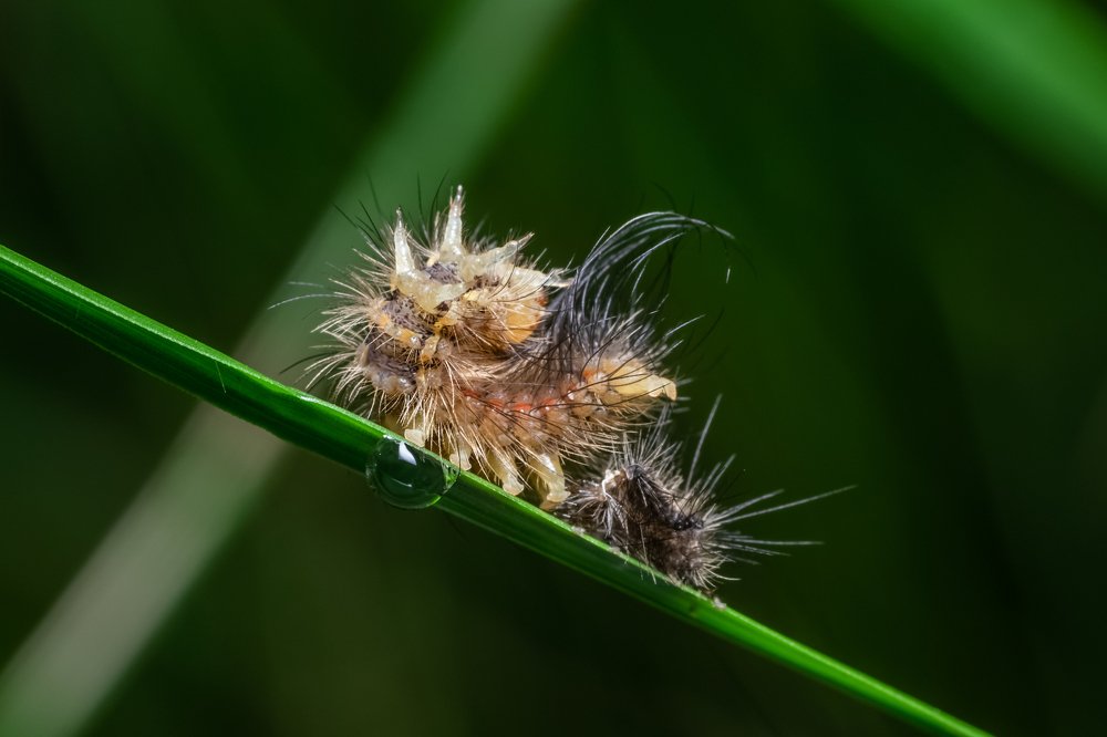 Photograph by Dibyendu Saha