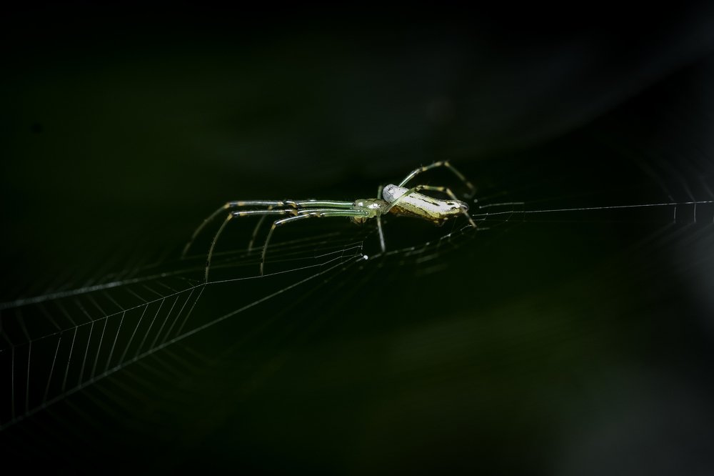 Photograph by Dibyendu Saha