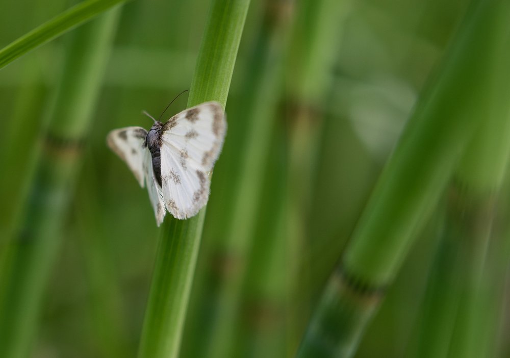 Photograph by Наталья Королева