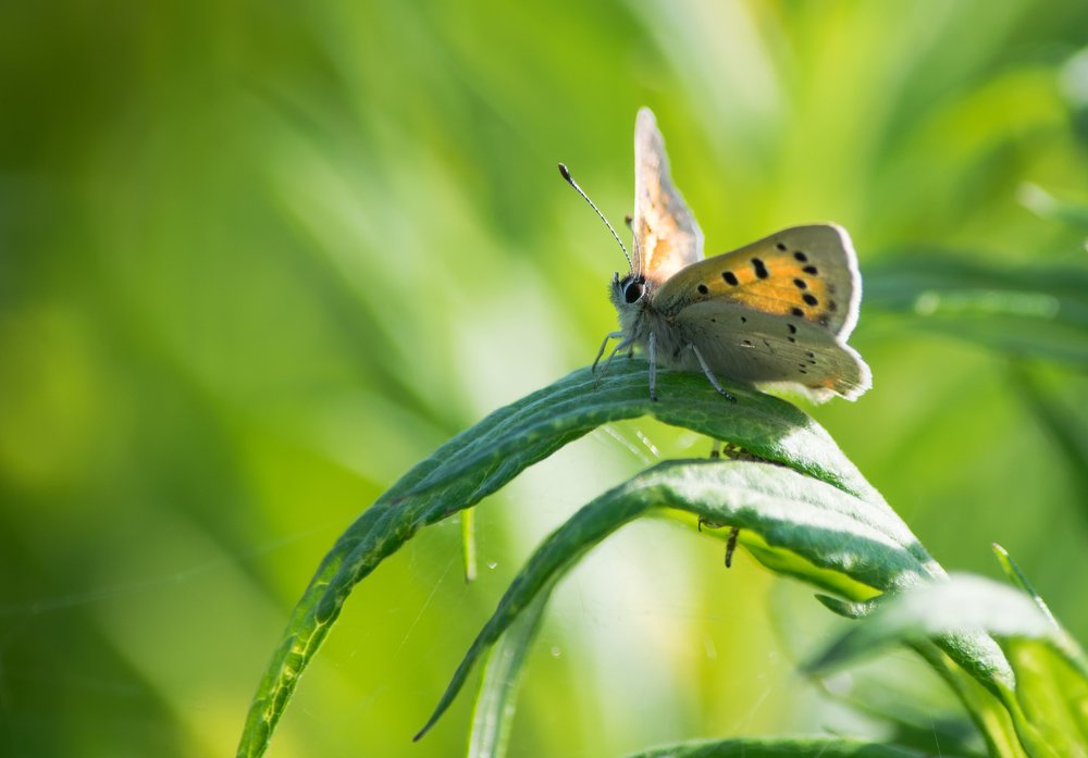 Photograph by Наталья Королева