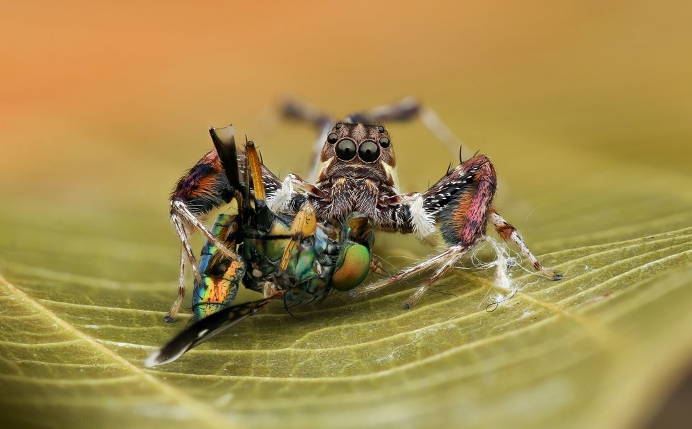 Фотография автора Tran Tuan