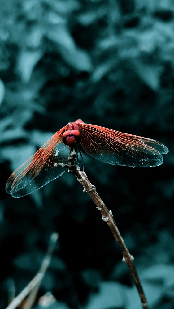 Photograph by Jaynish Chhipa