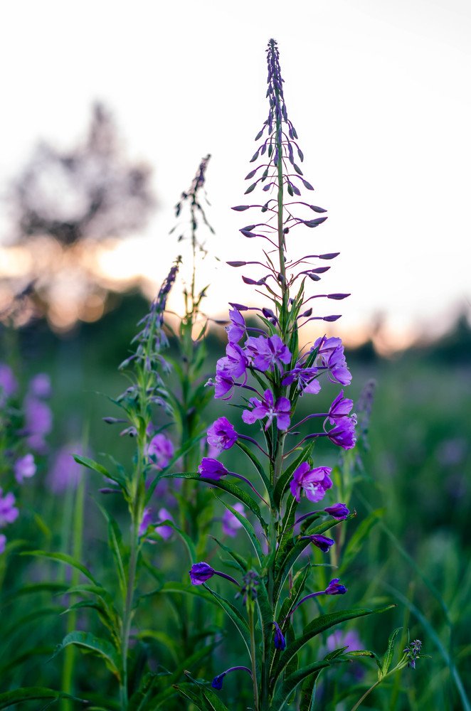 Photograph by Марина Анчукова