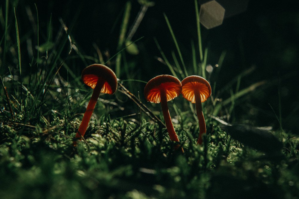 Photograph by Светлана Воскресенская