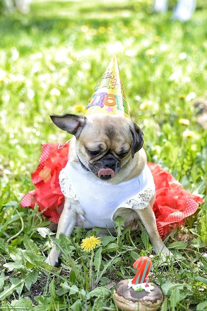 День Рождения мопса