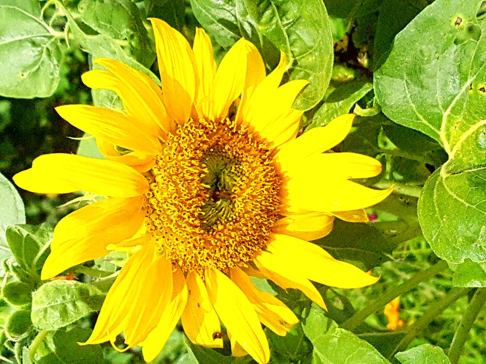 Sunflower