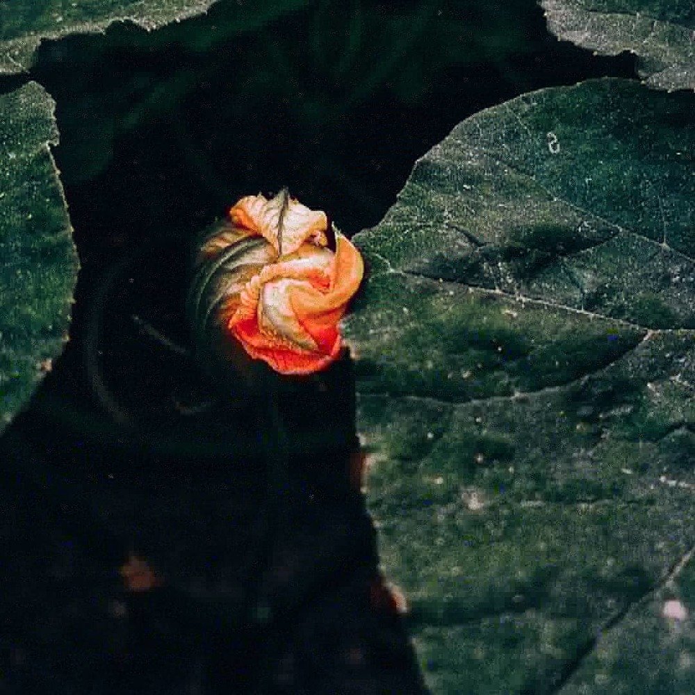 Photograph by Юлия Яковлева
