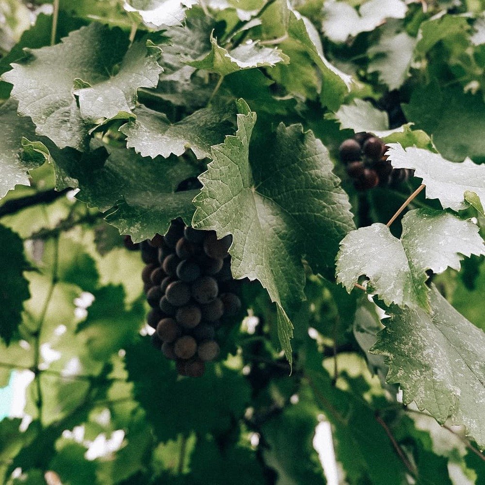 Photograph by Юлия Яковлева