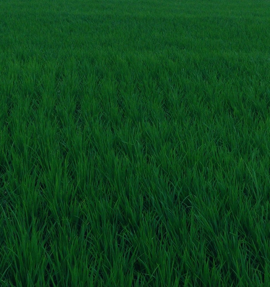 Rice on the World