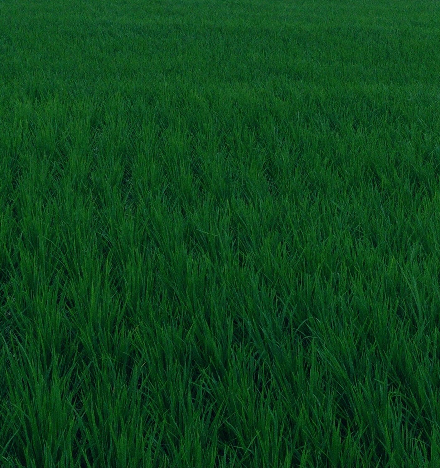 Rice on the World