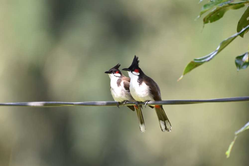 Red Whiskered bulbul,jirkantang ,South Andaman,port Blair