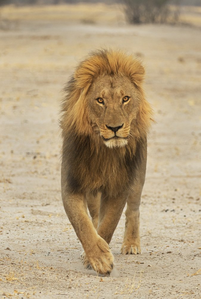 Photograph by THEODORE MATTAS