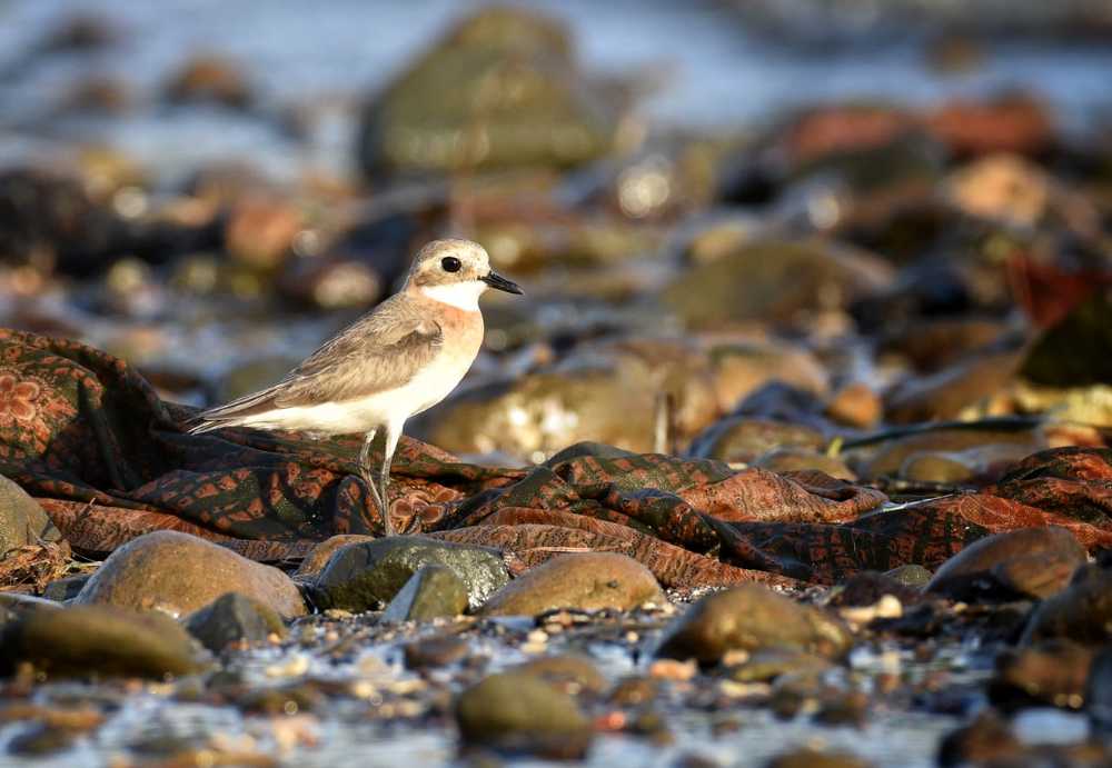 Photograph by gana sounder