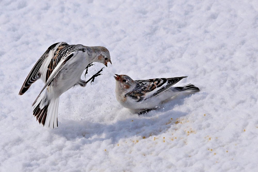 Photograph by Александр Велигура