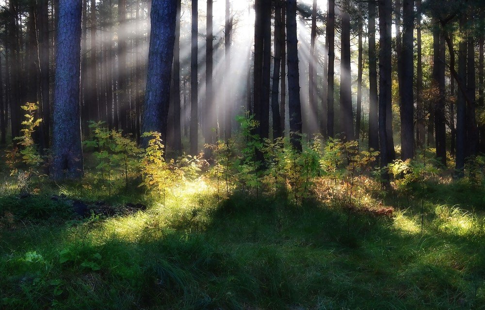 Лесопарк "BB"...