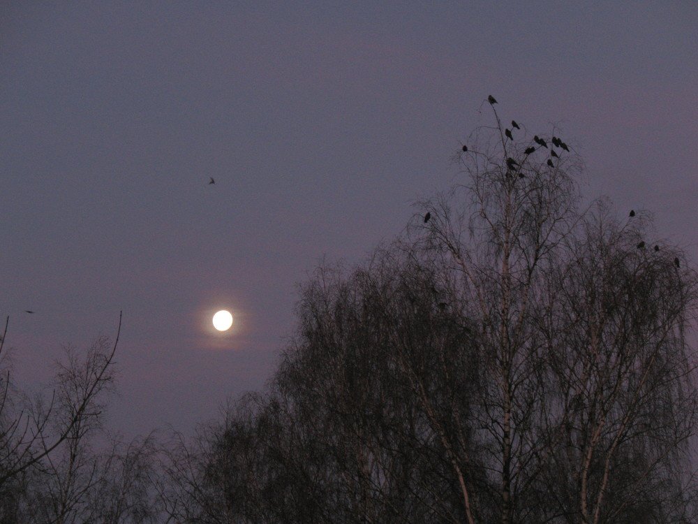 Лунная ночь