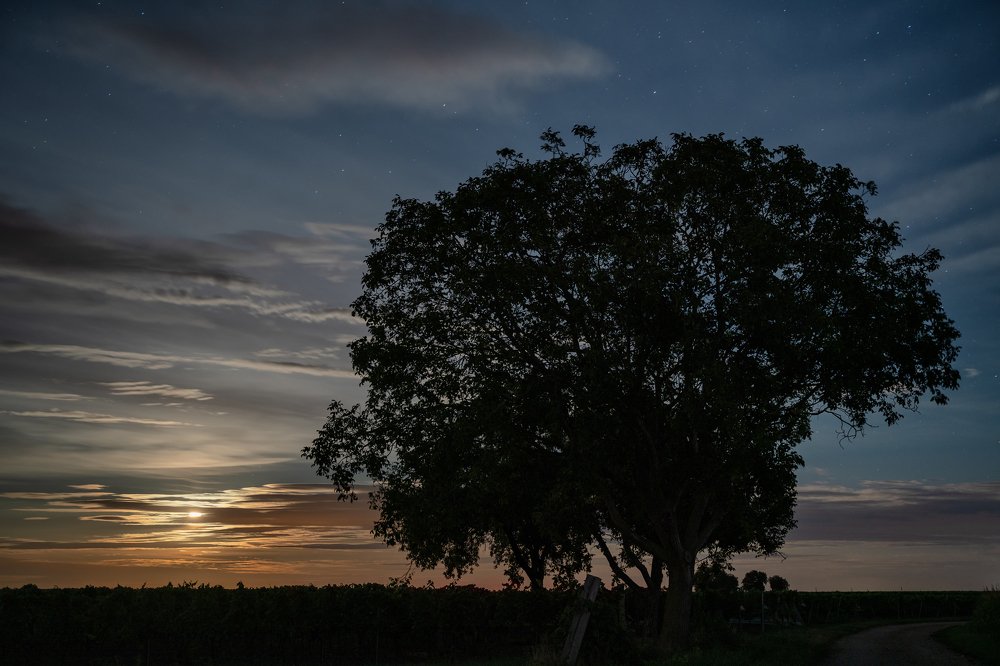 Photograph by Ladislav Szabó