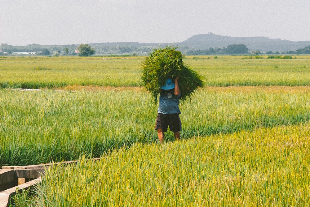 Photograph by Lê Nguyễn Vũ