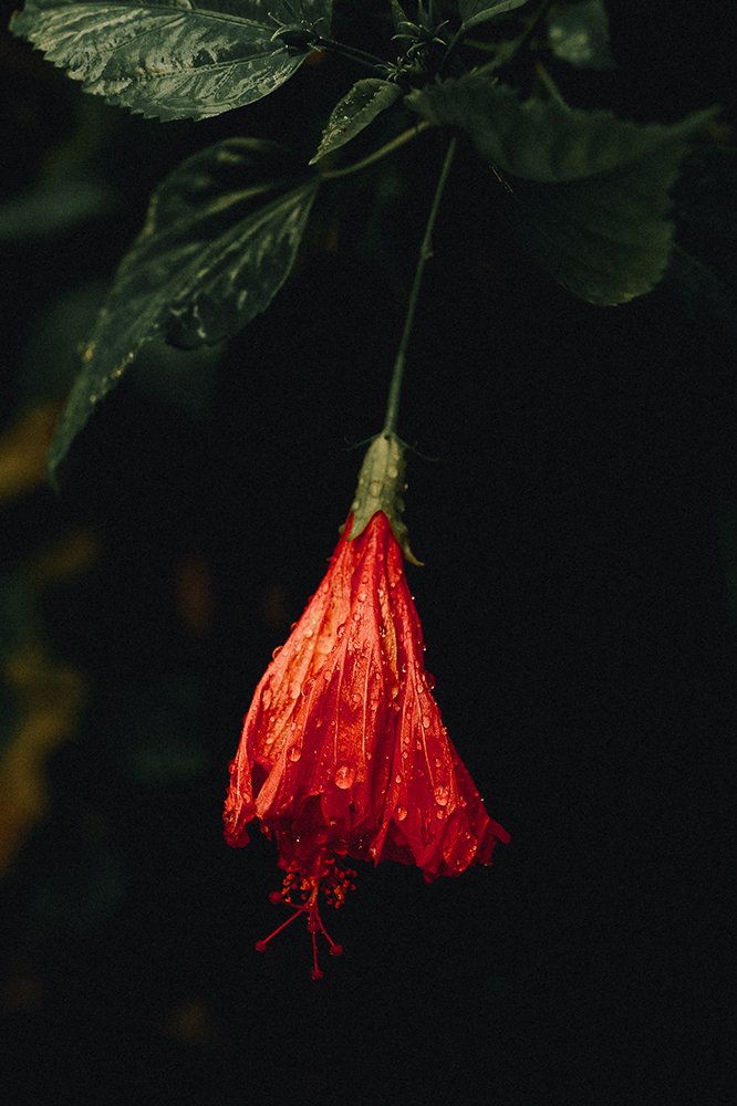 Photograph by Lê Nguyễn Vũ