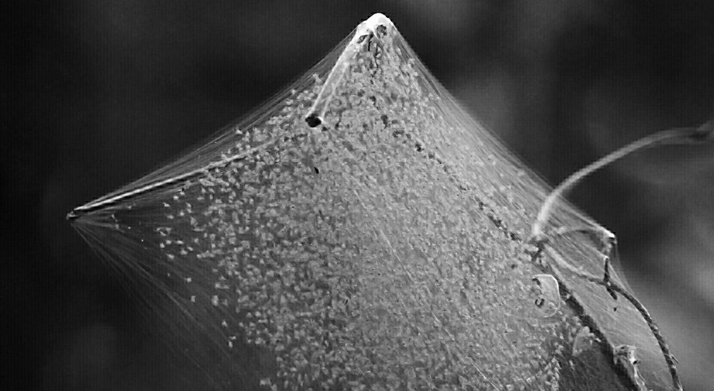 Photograph by prabhakar Gujjarappa