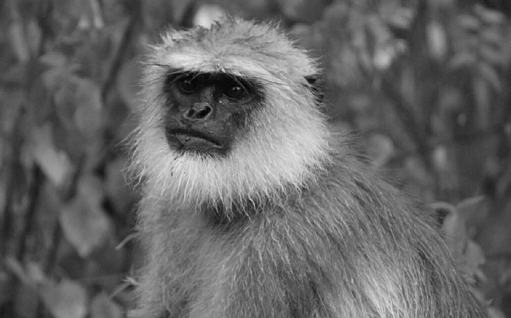 Photograph by prabhakar Gujjarappa