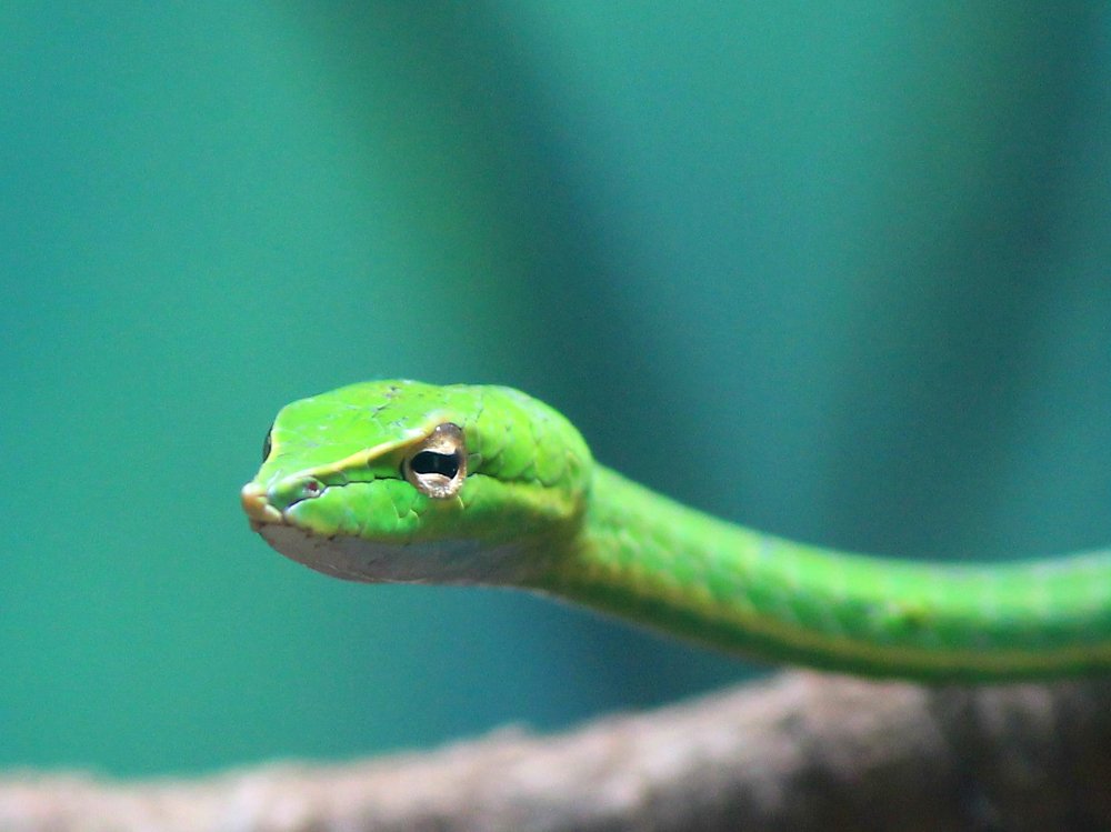 Green Vine Snake