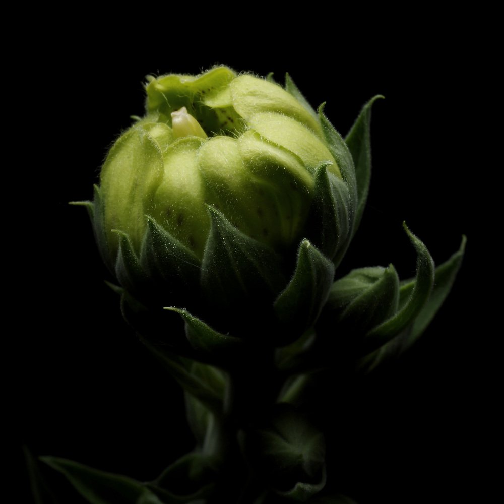 Photograph by Alexander Svetlov