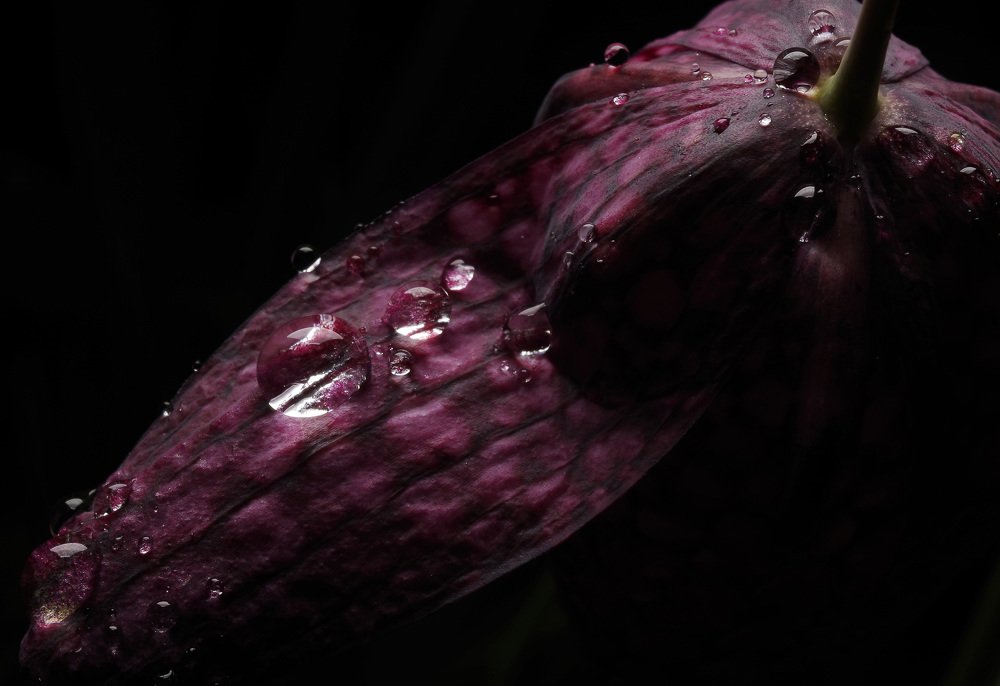 Photograph by Alexander Svetlov