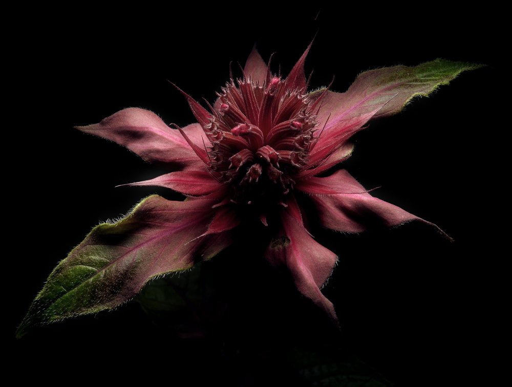 Photograph by Alexander Svetlov