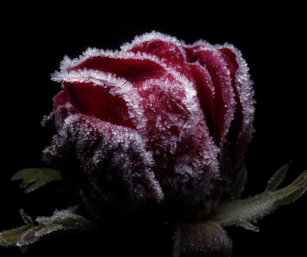 Photograph by Alexander Svetlov