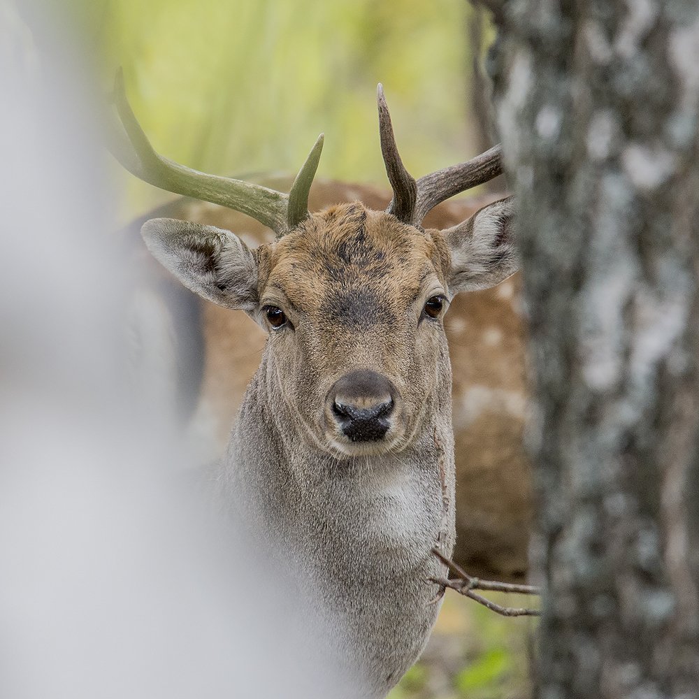 Photograph by Алексей Пришвин