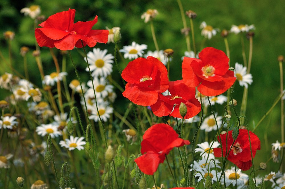 Photograph by Игорь Овсиенко