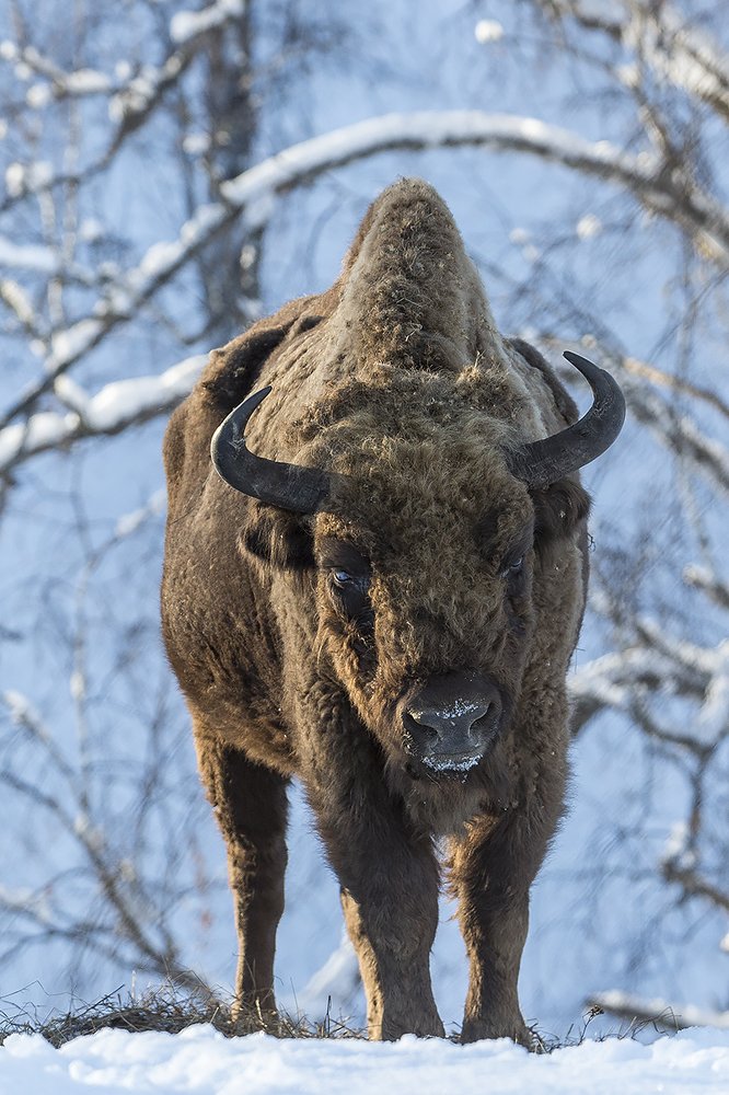 Photograph by Алексей Пришвин