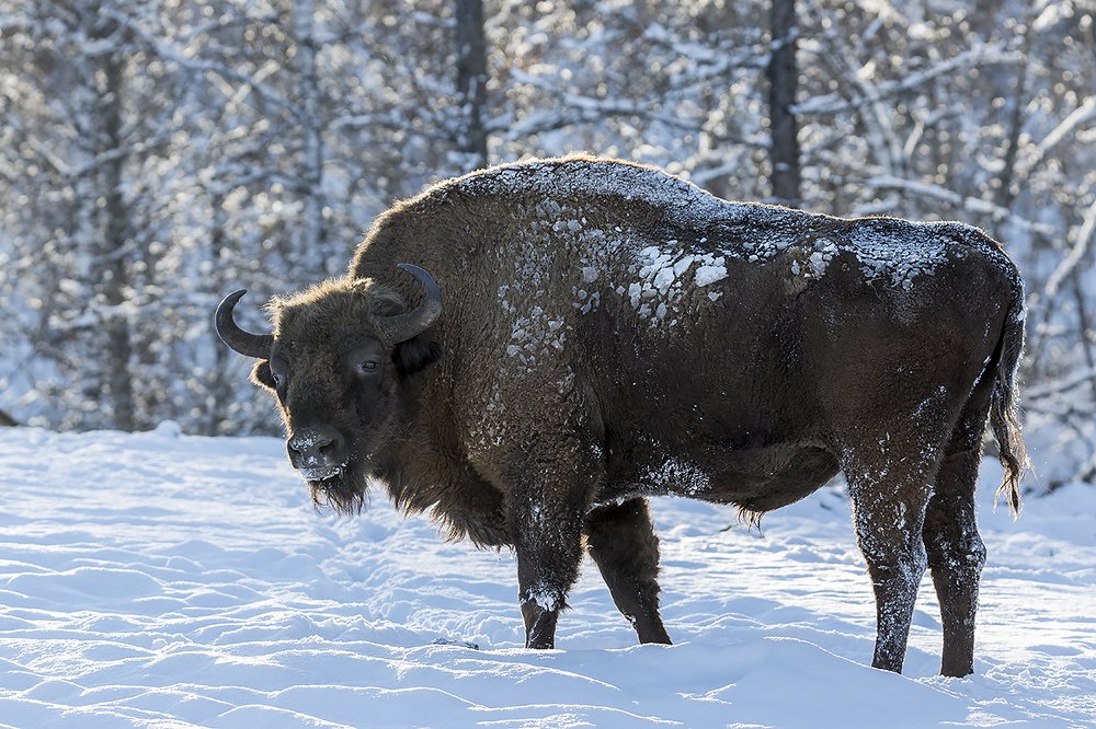 Photograph by Алексей Пришвин