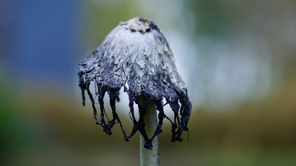 Photograph by Toomas Tõnisalu