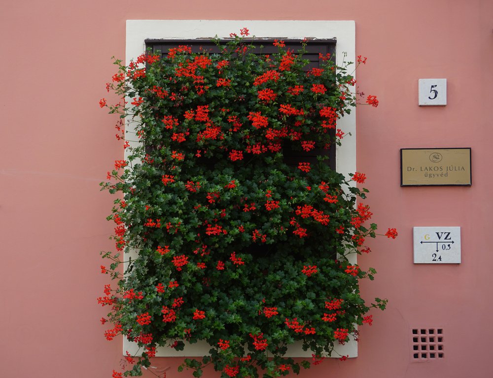 Окно с геранью