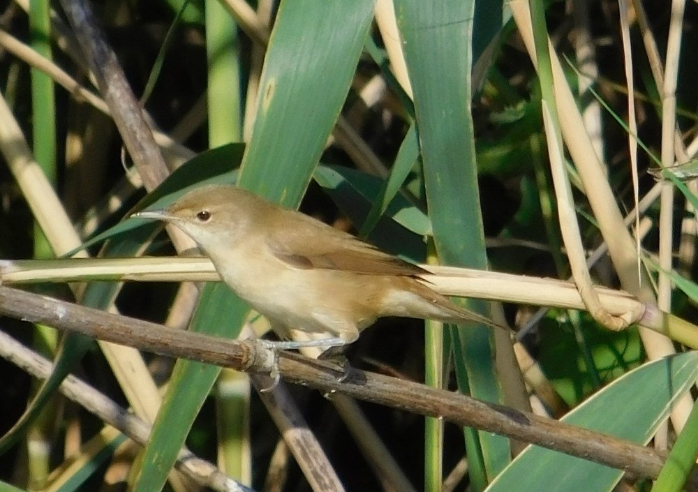 Acrocephalus scirpaceus