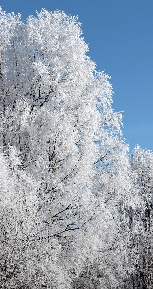 Белая берёза