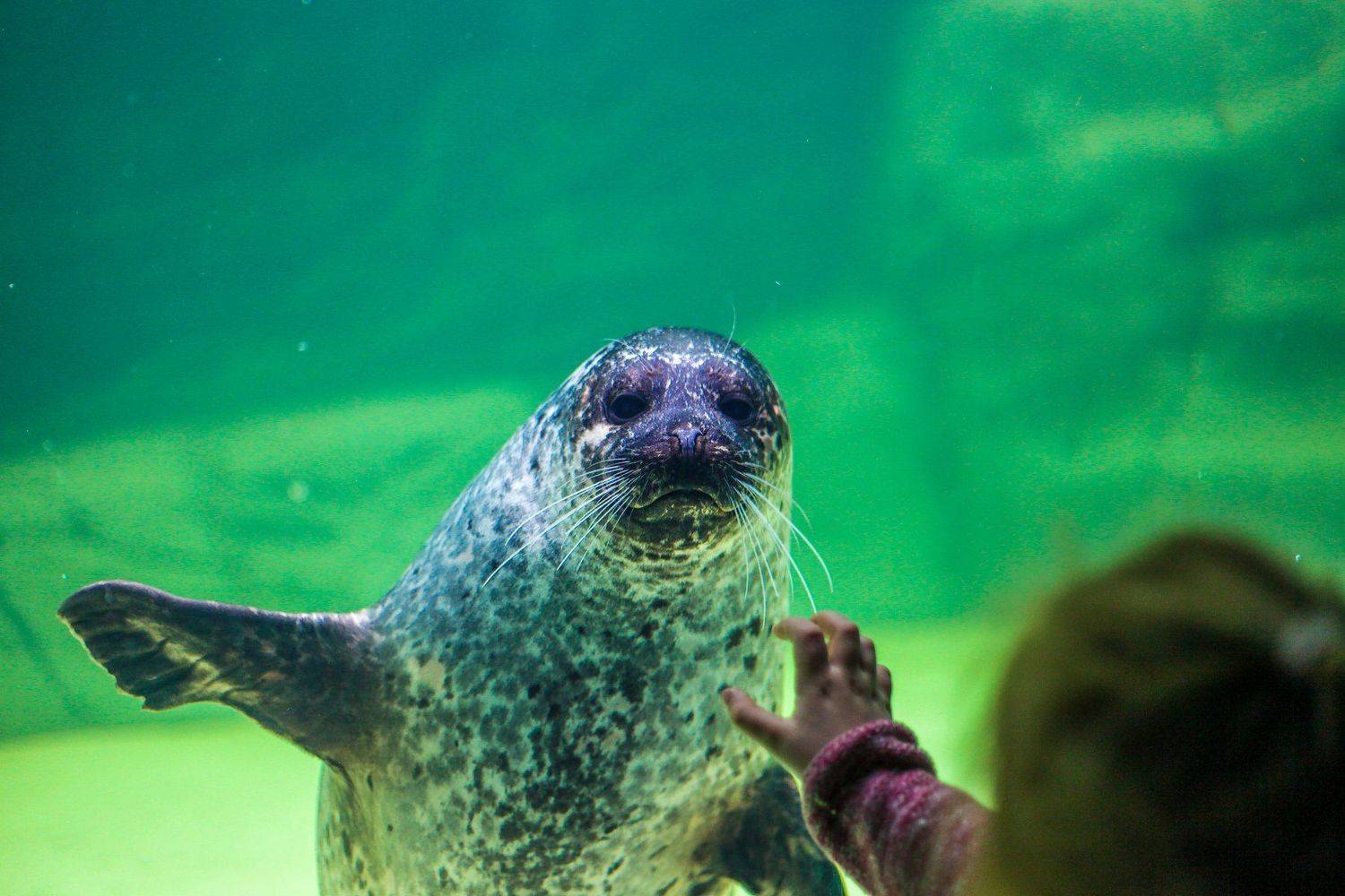 A little girl waves a sea lion and he answers her.