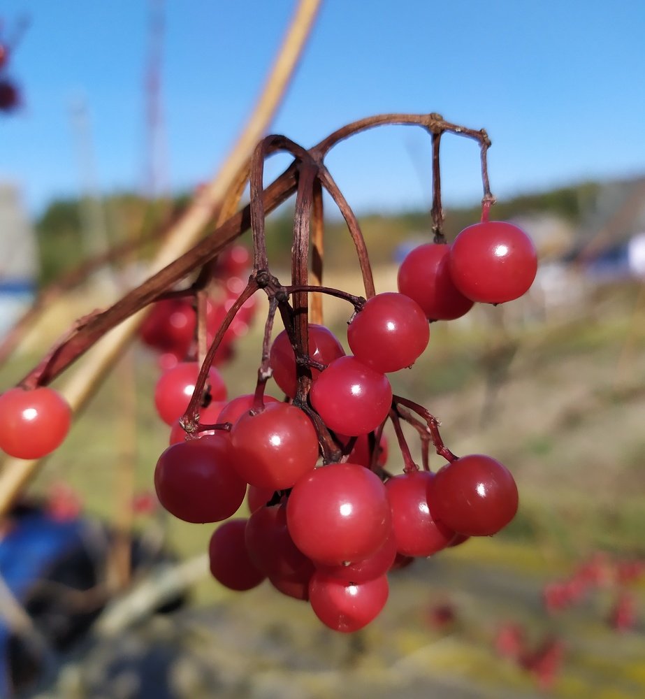 Калина красная