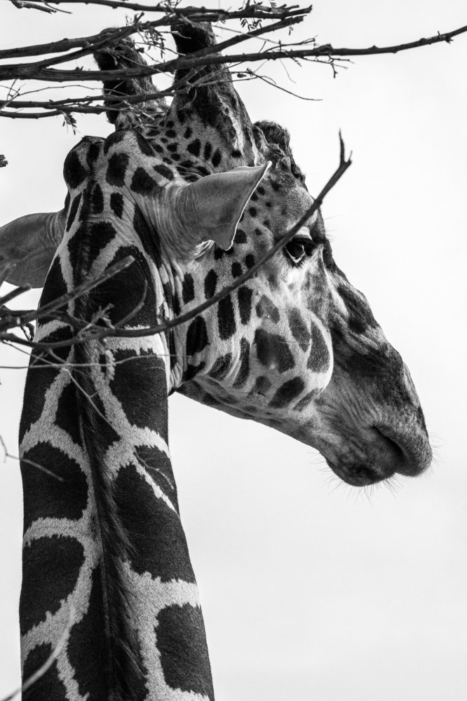 Photograph by Игорь Калинин