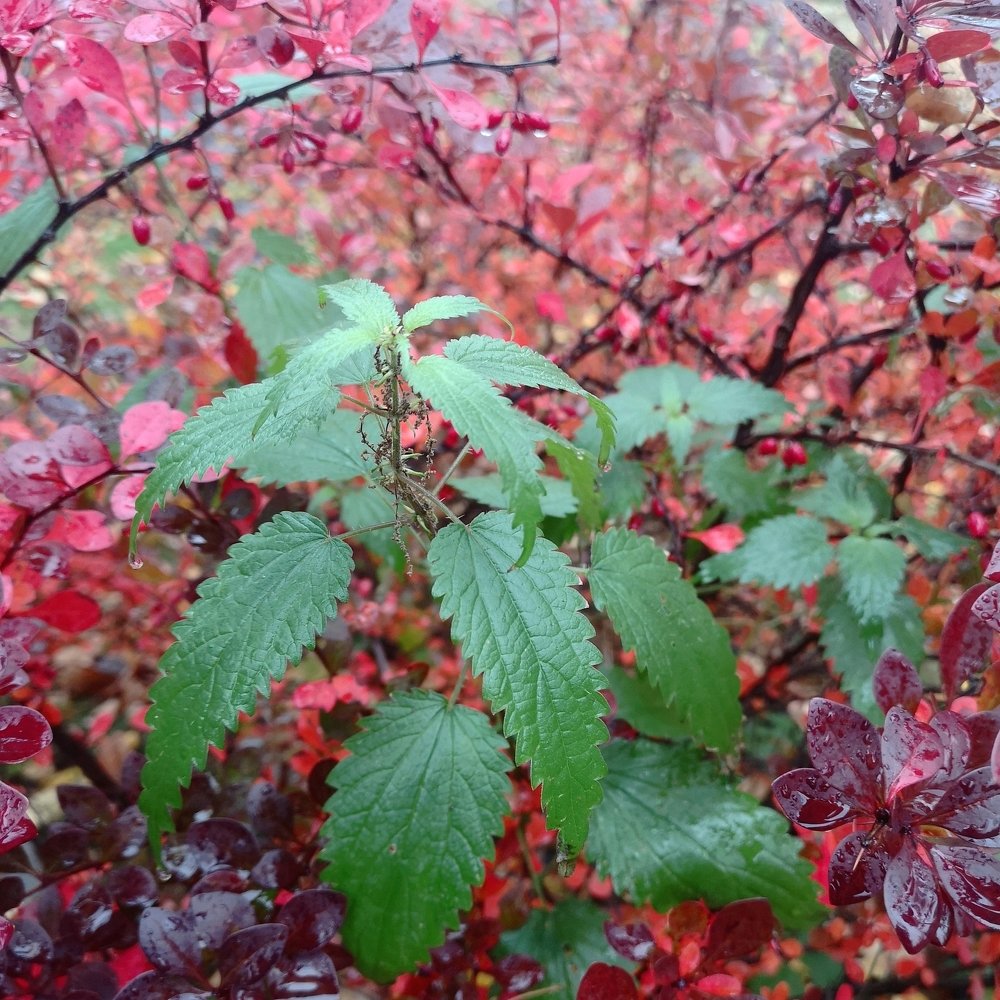 Октябрьские краски...